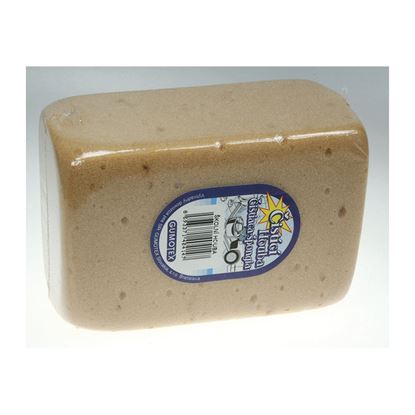 Obrázek Školní houba - houba