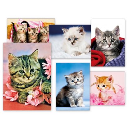 Obrázek Pohlednice - koťata / mix